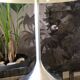 Lampe champignon pied tulipe
