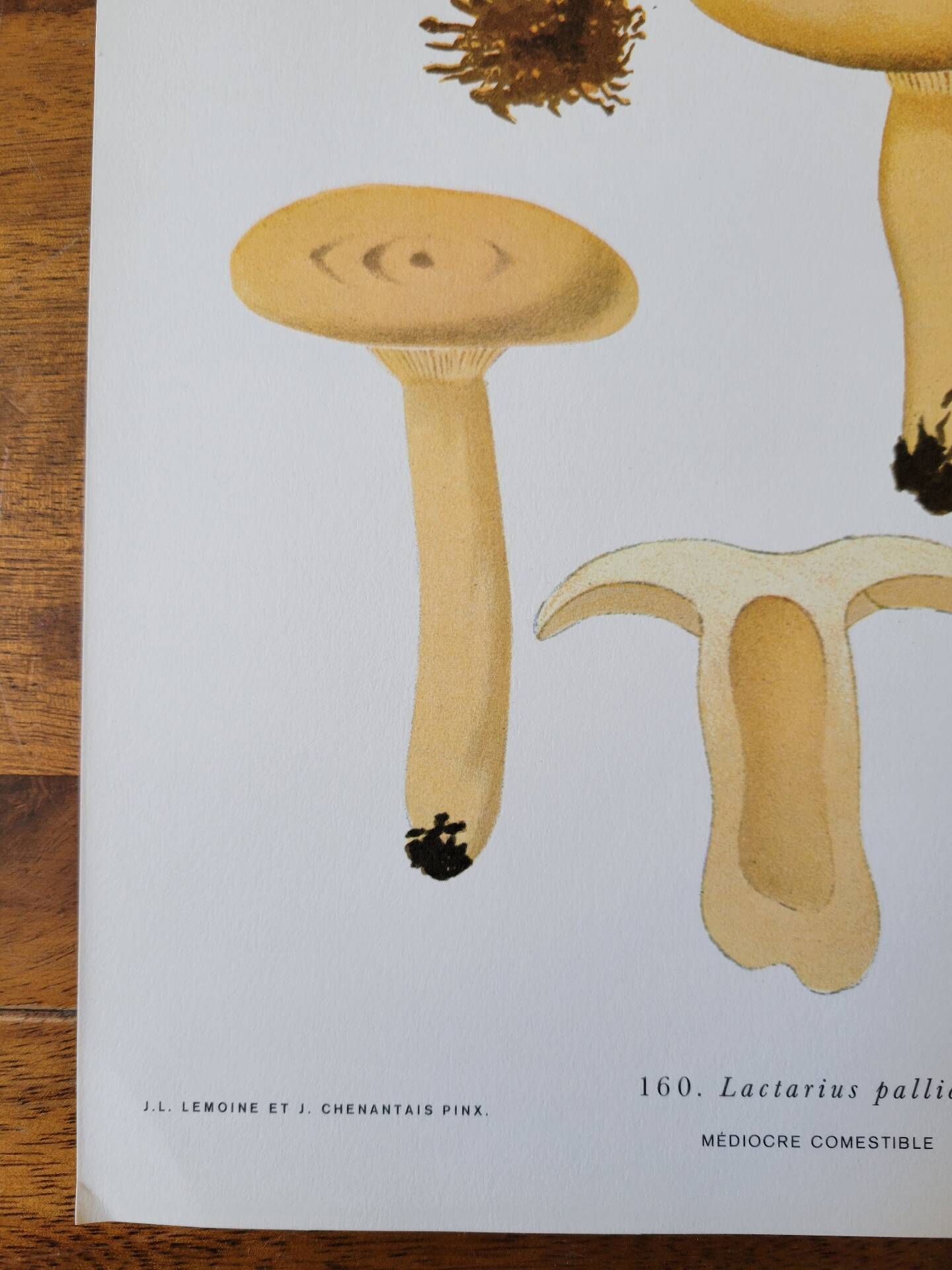 Planche lithographique champignon Lactaire, 1960