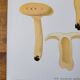 Planche lithographique champignon Lactaire, 1960