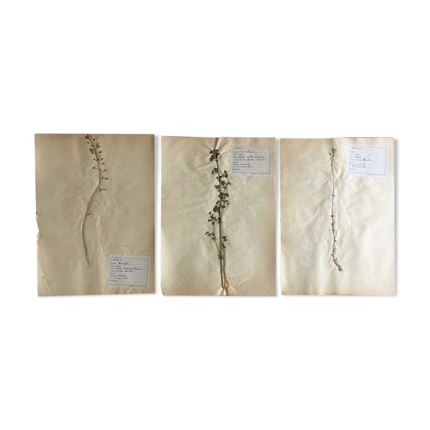 Lot de 3 planches d’herbier