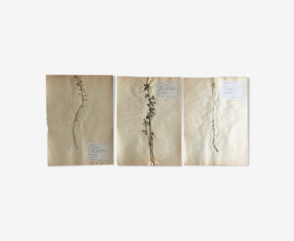 Lot de 3 planches d’herbier