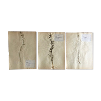 Lot of 3 herbarium boards