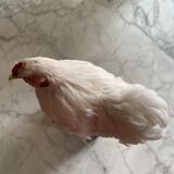 Naturalized hen