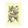 Gravure botanique de 1904 - Chênes II - Arbre aux glands - Lithographie