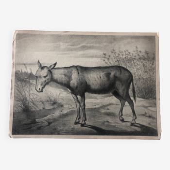 Zoological school poster representing a donkey