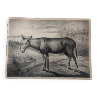 Zoological school poster representing a donkey