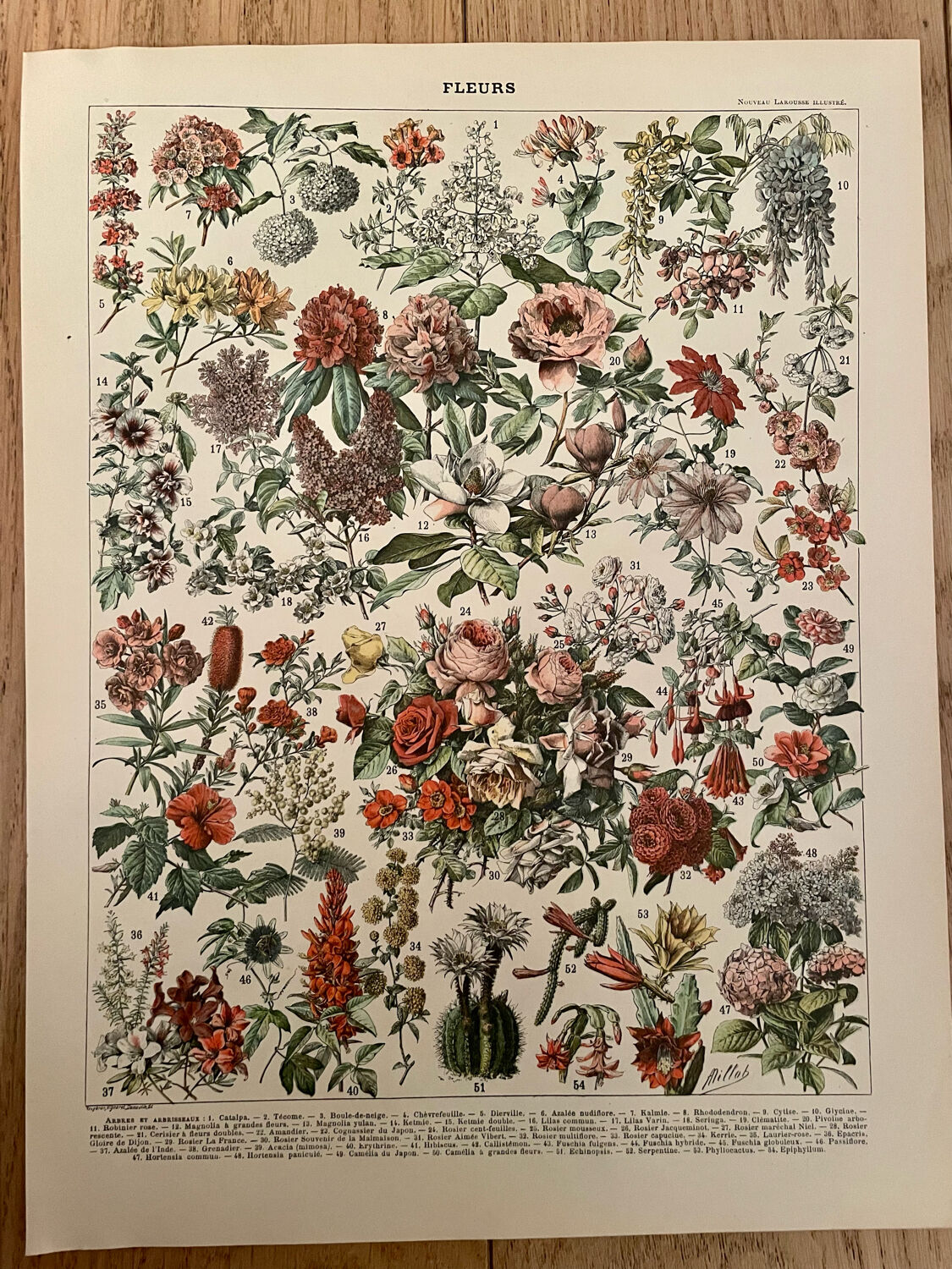 Set of 2 lithographs on XXth flowers
