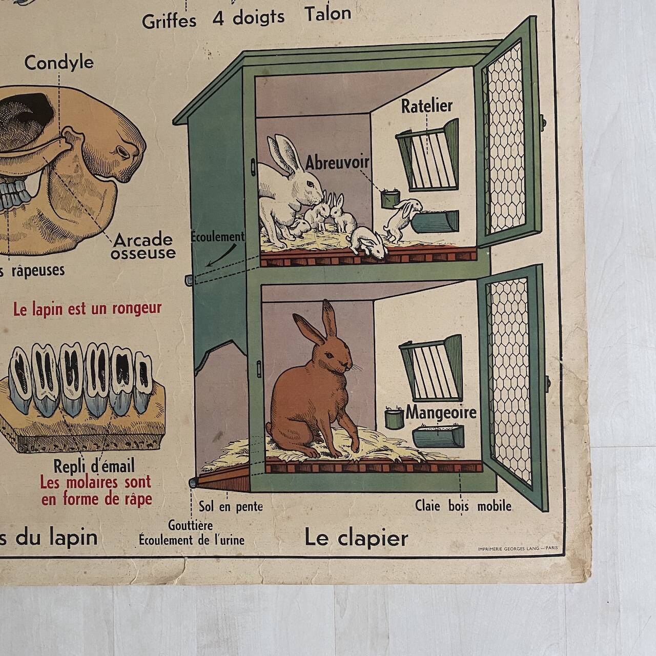 Vintage school poster The insectivorous animals / Rabbit