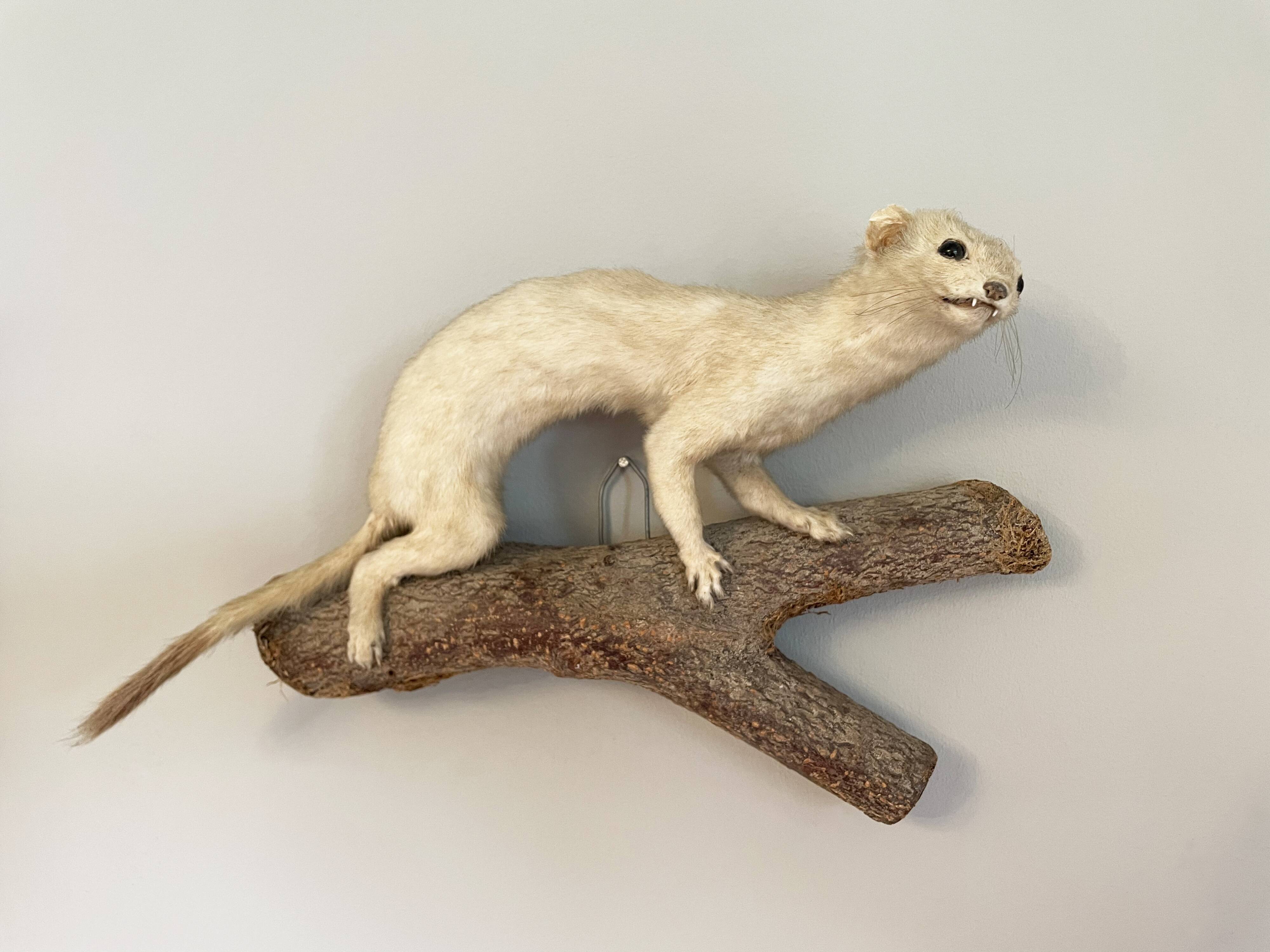 spice weasel pepper grinder