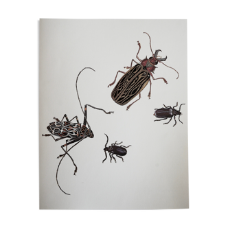 Planche Le Macrodonte à cornes de Cerf