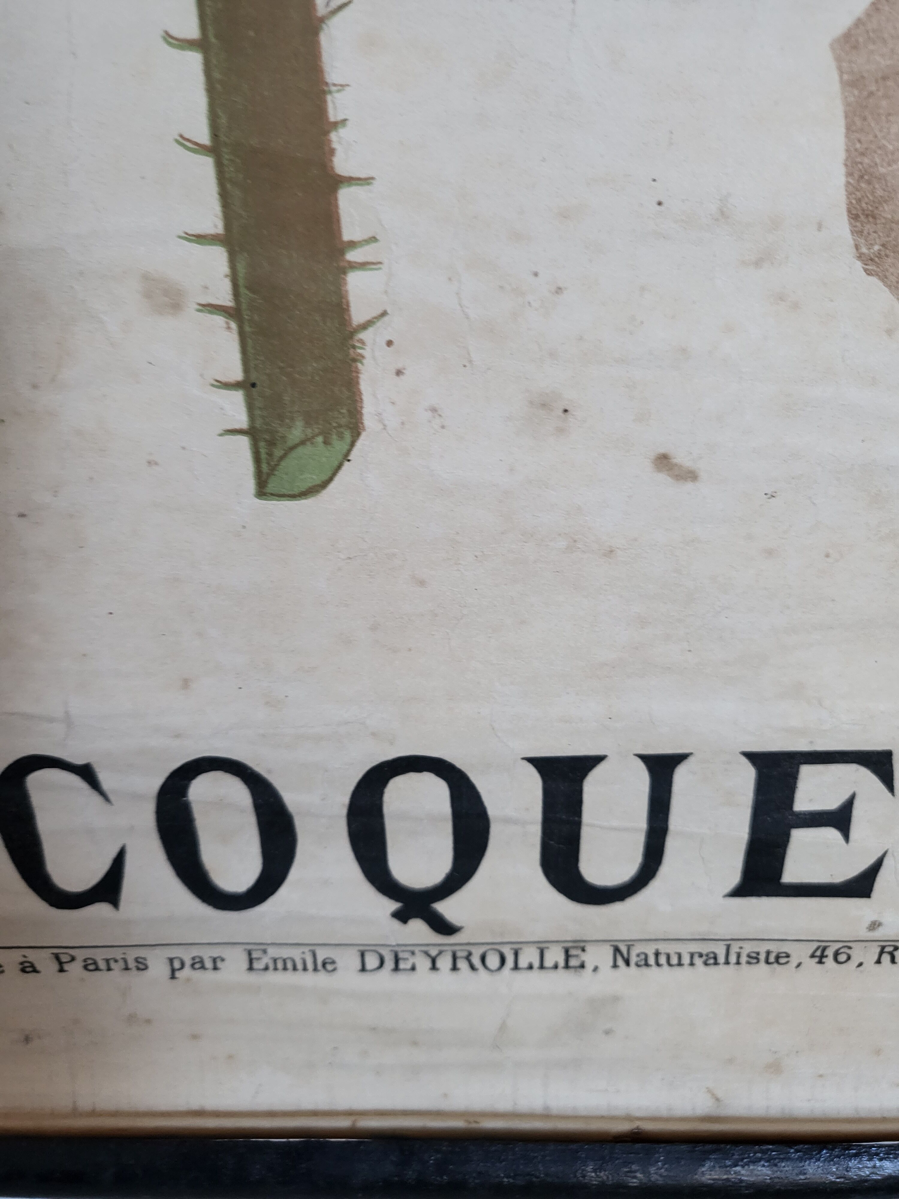 Old Deyrolle educational poster