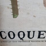 Old Deyrolle educational poster