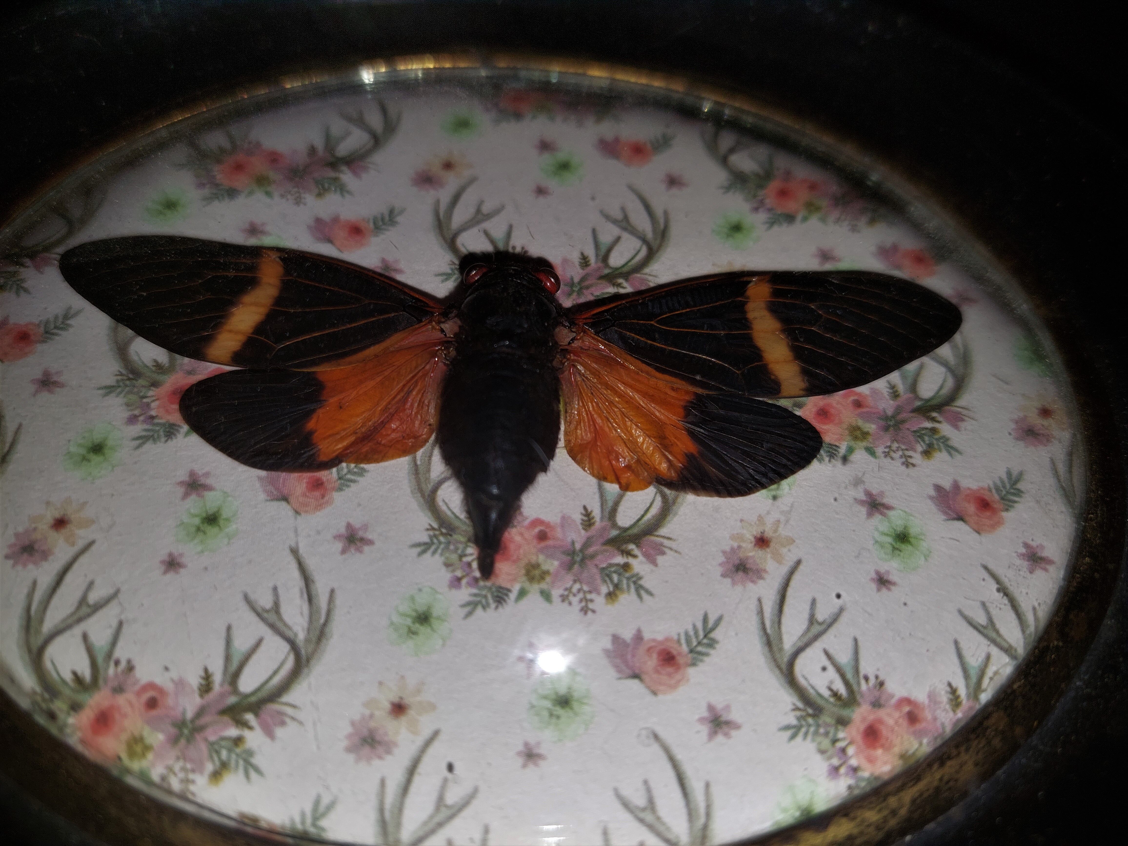 Natural History Entomology oval frame with cicada tosena paviei