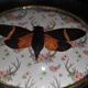Natural History Entomology oval frame with cicada tosena paviei