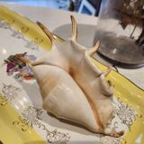 Conch shell