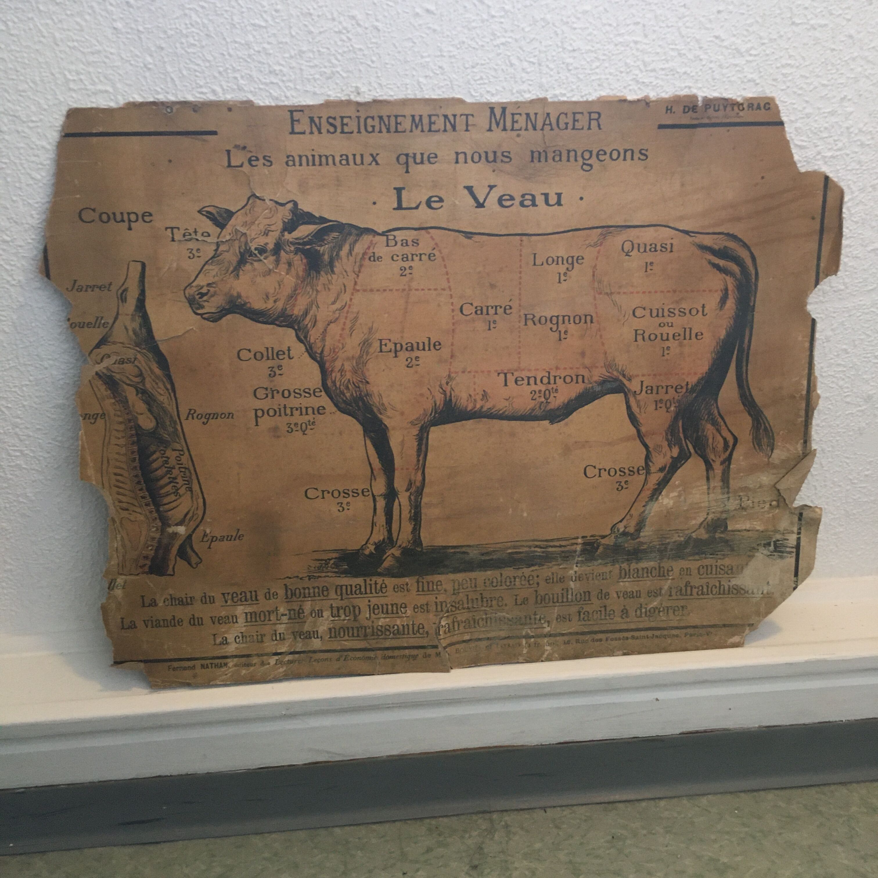 Pedagogical panel on the "Calf"