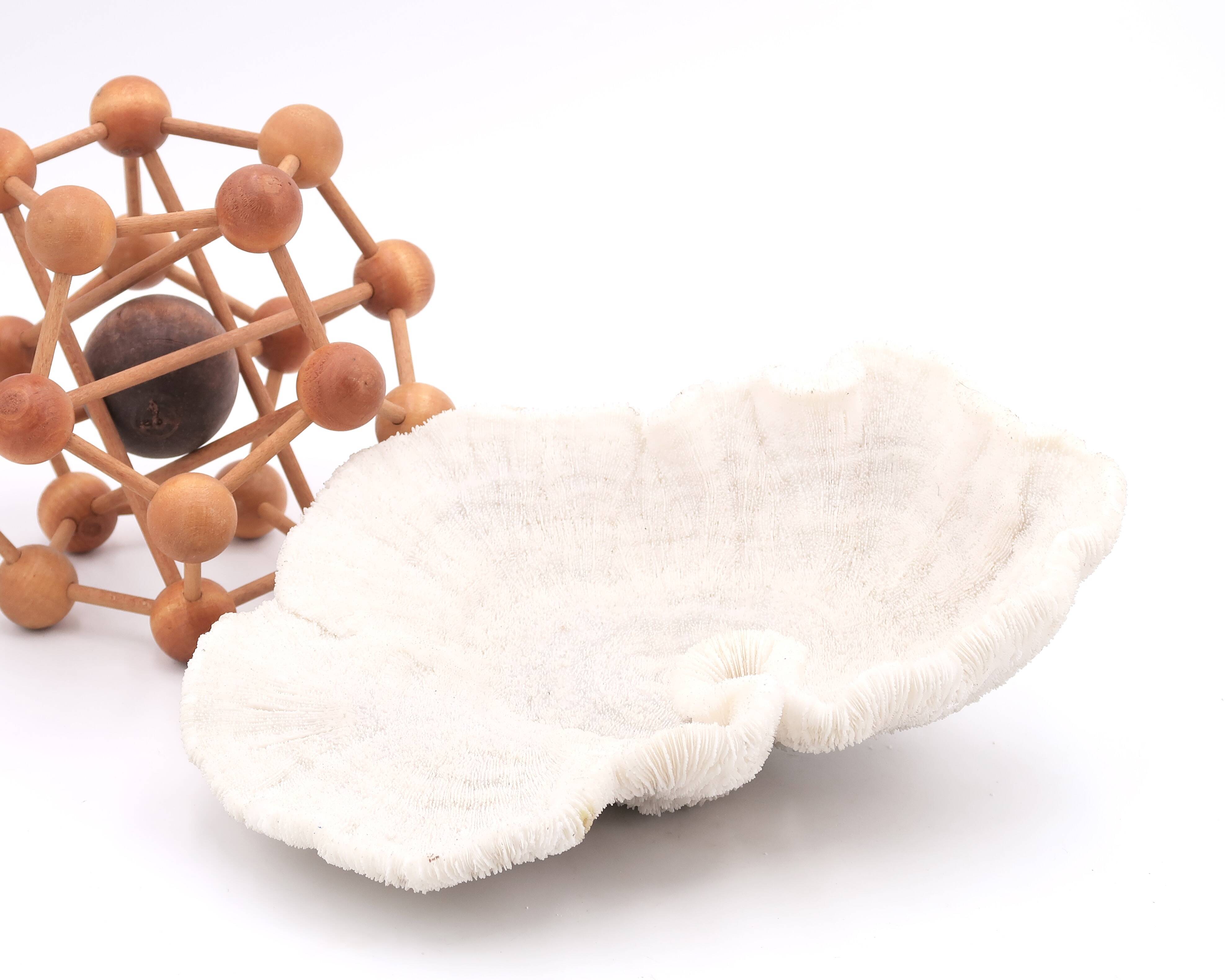 white coral empty pocket shape, cabinet of curiosities, 70s