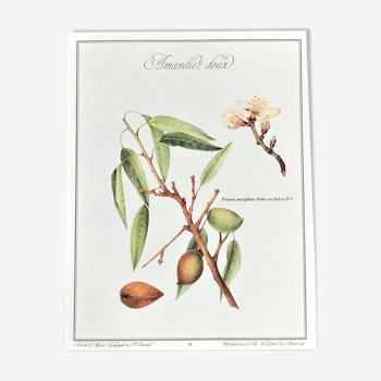 Botanical board the sweet almond tree