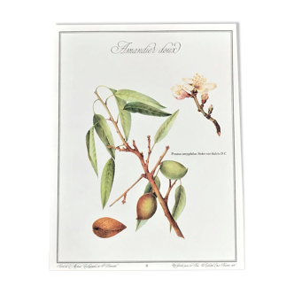Botanical board the sweet almond tree