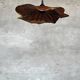 Large pendant light in corrugated teak leaf (Large D:60 H:20)