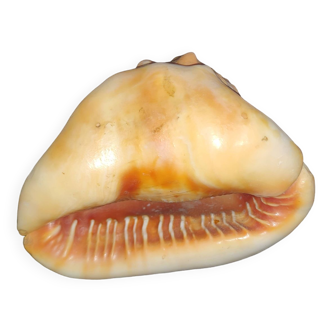 Cypraea tigris shell