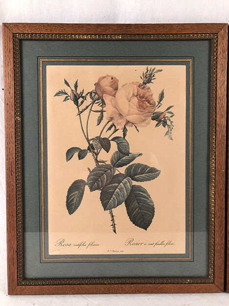 Pair of illustrations framed with roses by PJ Redouté