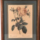 Pair of illustrations framed with roses by PJ Redouté
