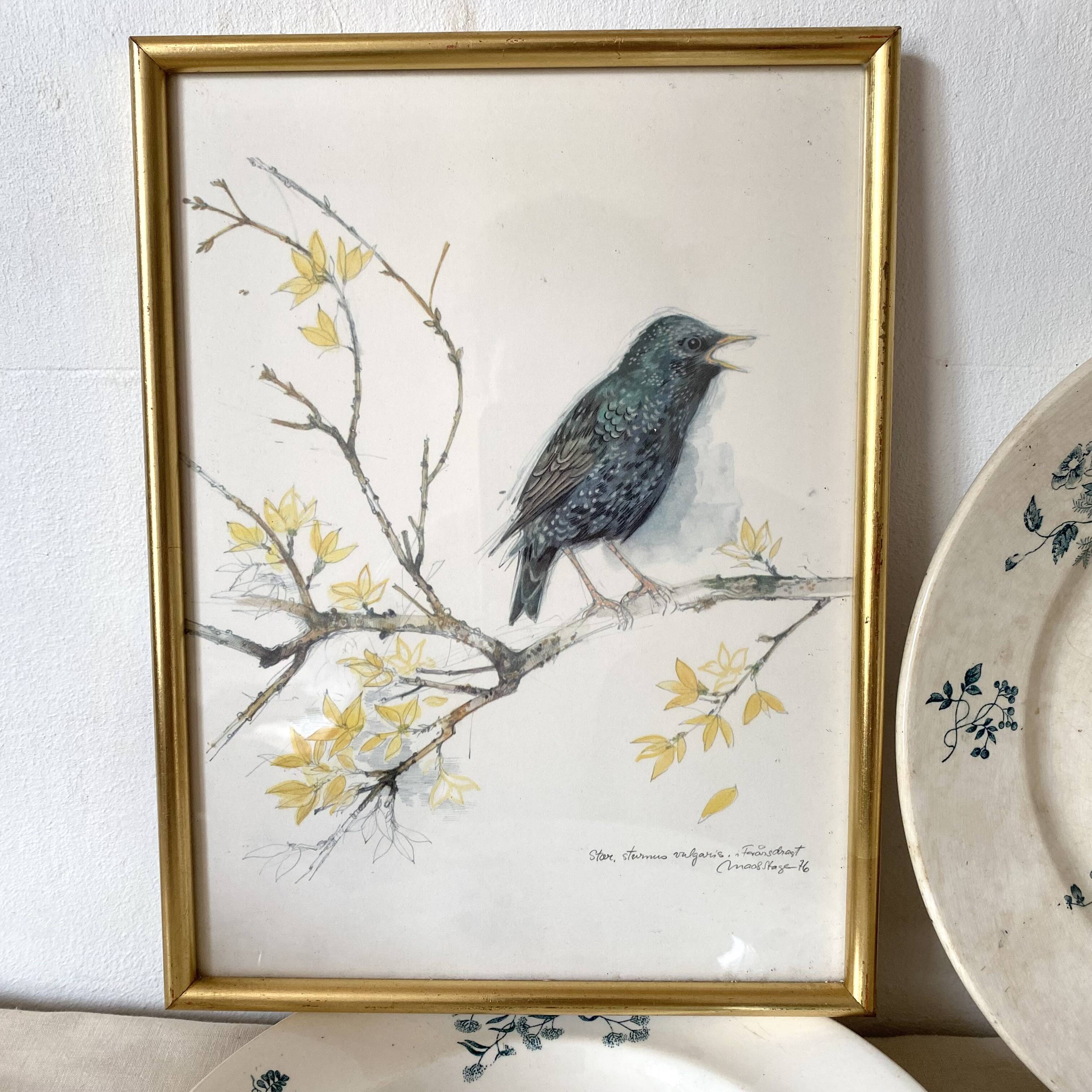 Framed bird engraving, botanical plate sternus vulgaris