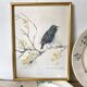 Framed bird engraving, botanical plate sternus vulgaris