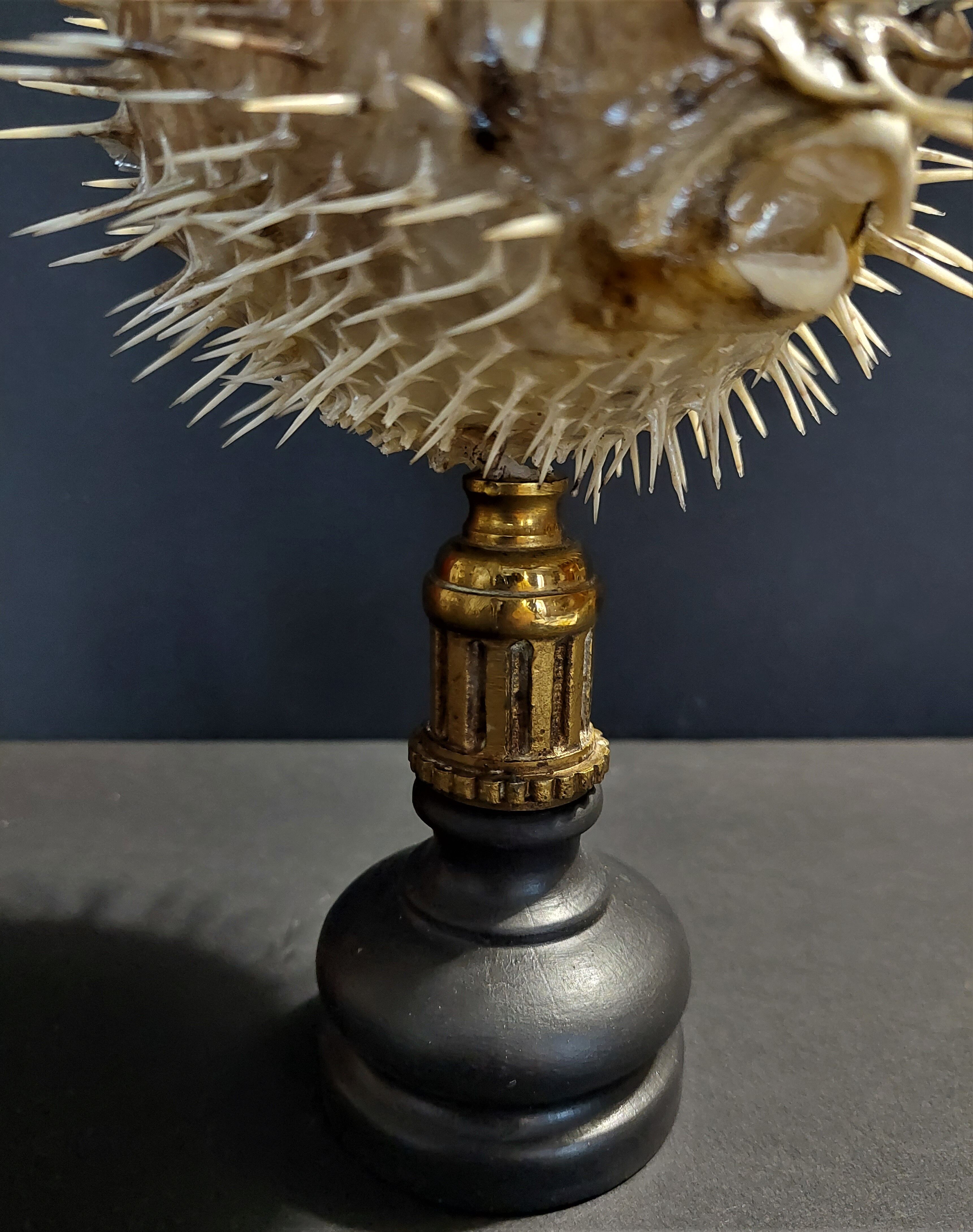 Cabinet of Curiosities naturalized fish diodon holocanthus on base