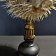 Cabinet of Curiosities naturalized fish diodon holocanthus on base