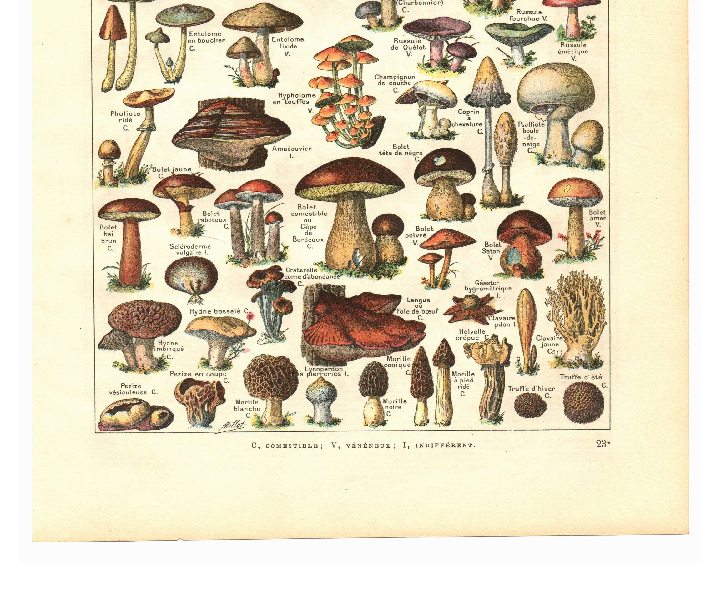 Old botanical engraving from 1923 - Mushrooms by A. Millot - plate