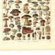 Old botanical engraving from 1923 - Mushrooms by A. Millot - plate