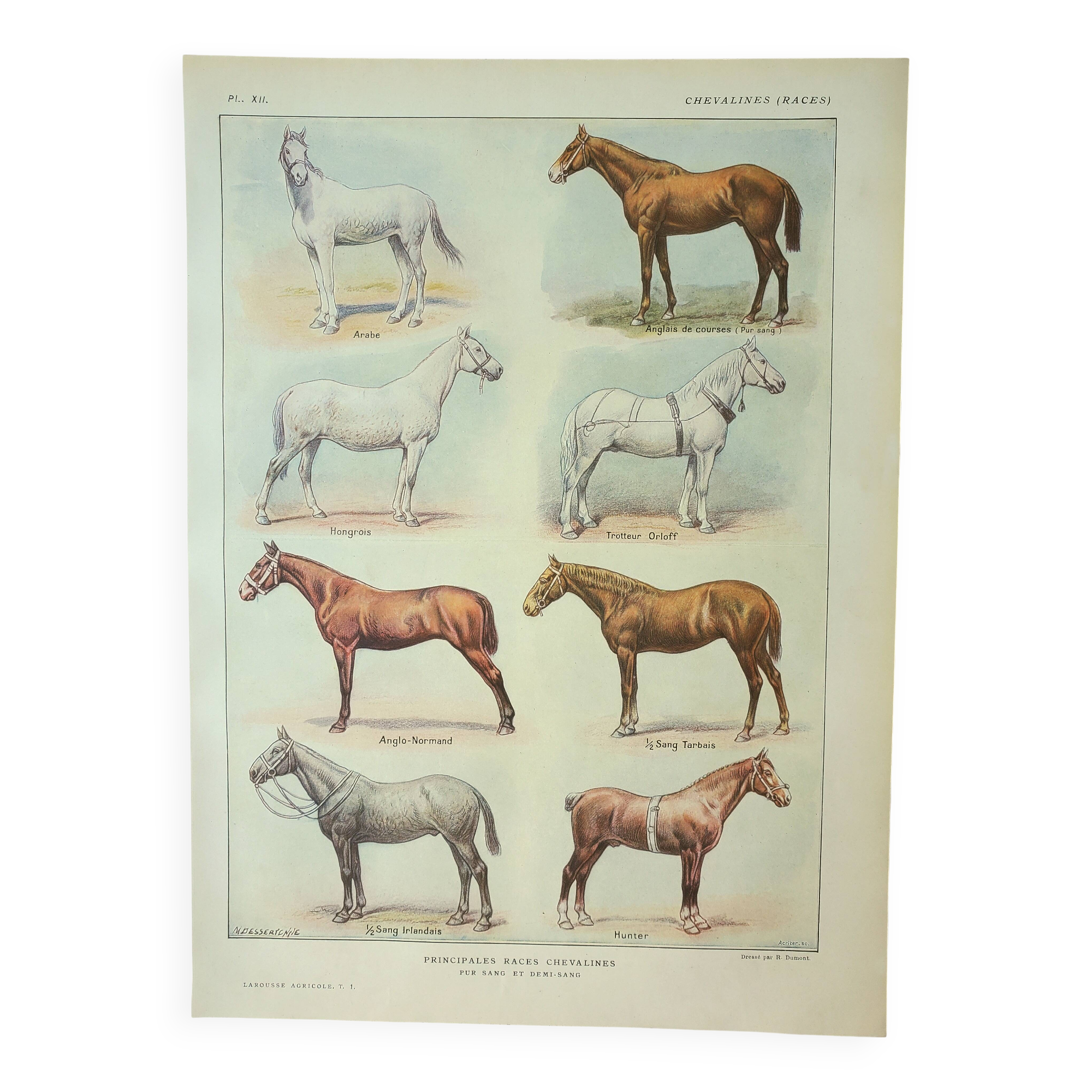 Old engraving 1922 M. Dessertenne - Horse, conformation, anatomy
