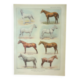 Old engraving 1922 M. Dessertenne - Horse, conformation, anatomy