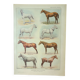Old engraving 1922 M. Dessertenne - Horse, conformation, anatomy