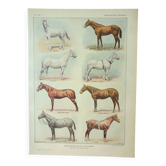 Gravure ancienne 1922 M. Dessertenne - Cheval