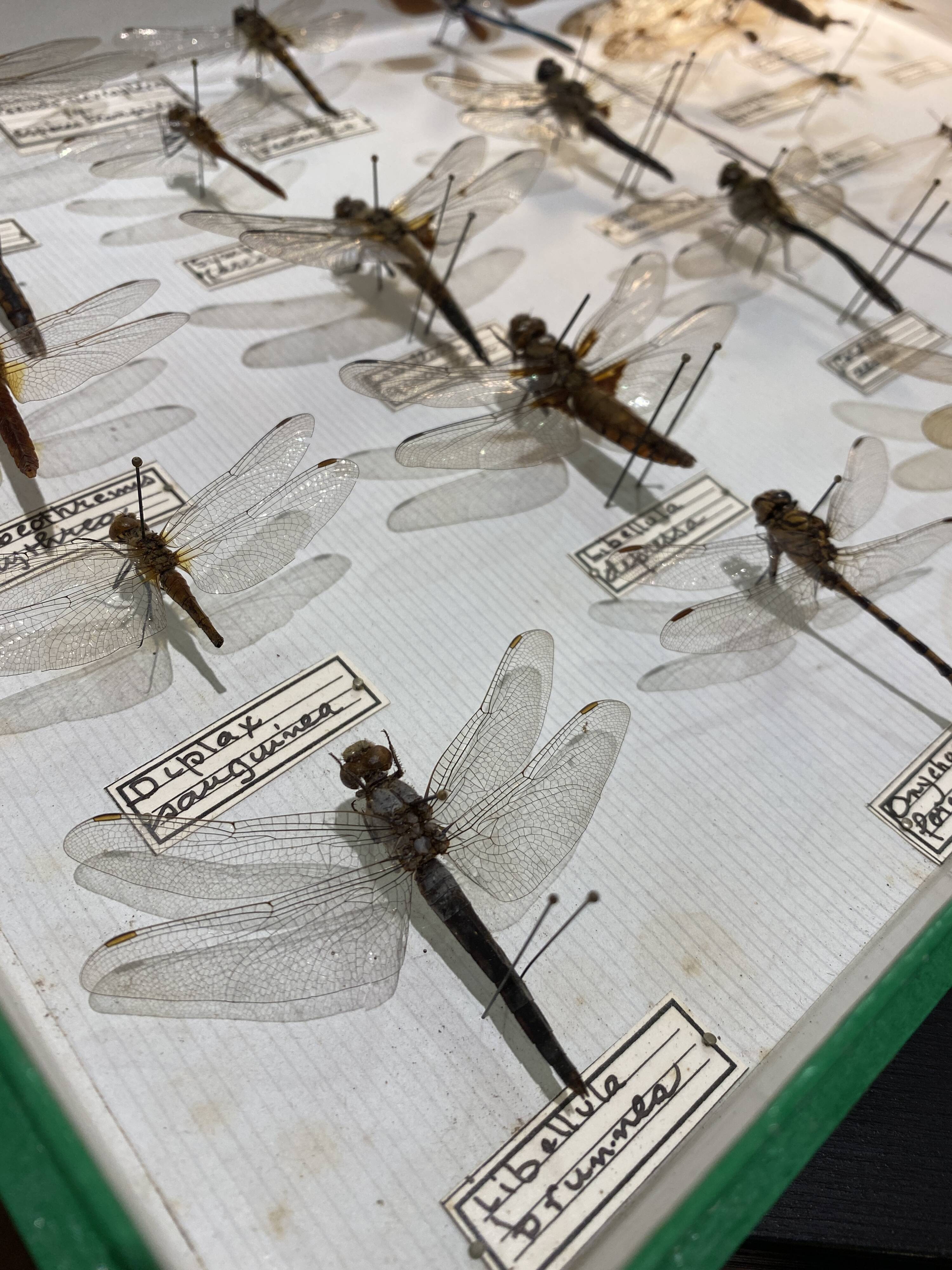 Entomology box showcase of dragonfly insects