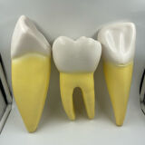 Large size dental model 3 tooth