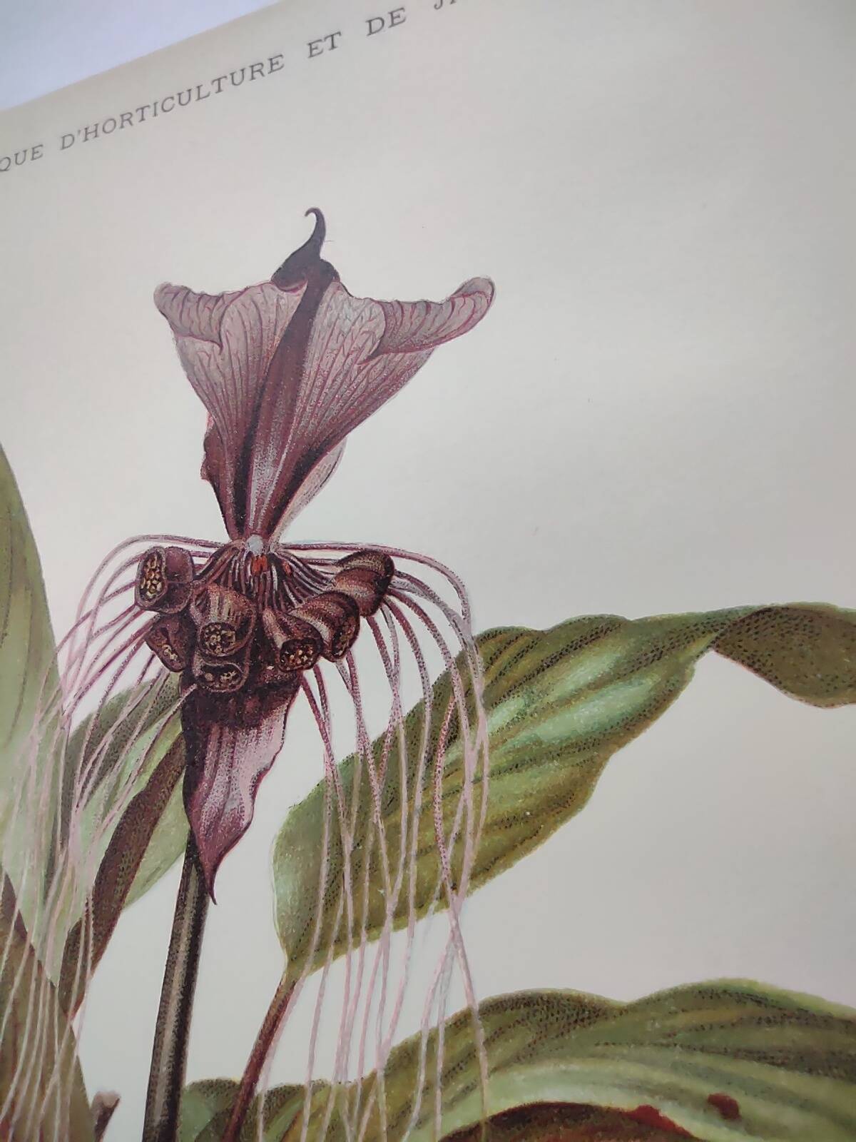 Botanical engraving from 1897 - Tacca Cristata - Original plate. Old nature lithograph