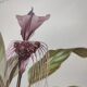 Botanical engraving from 1897 - Tacca Cristata - Original plate. Old nature lithograph