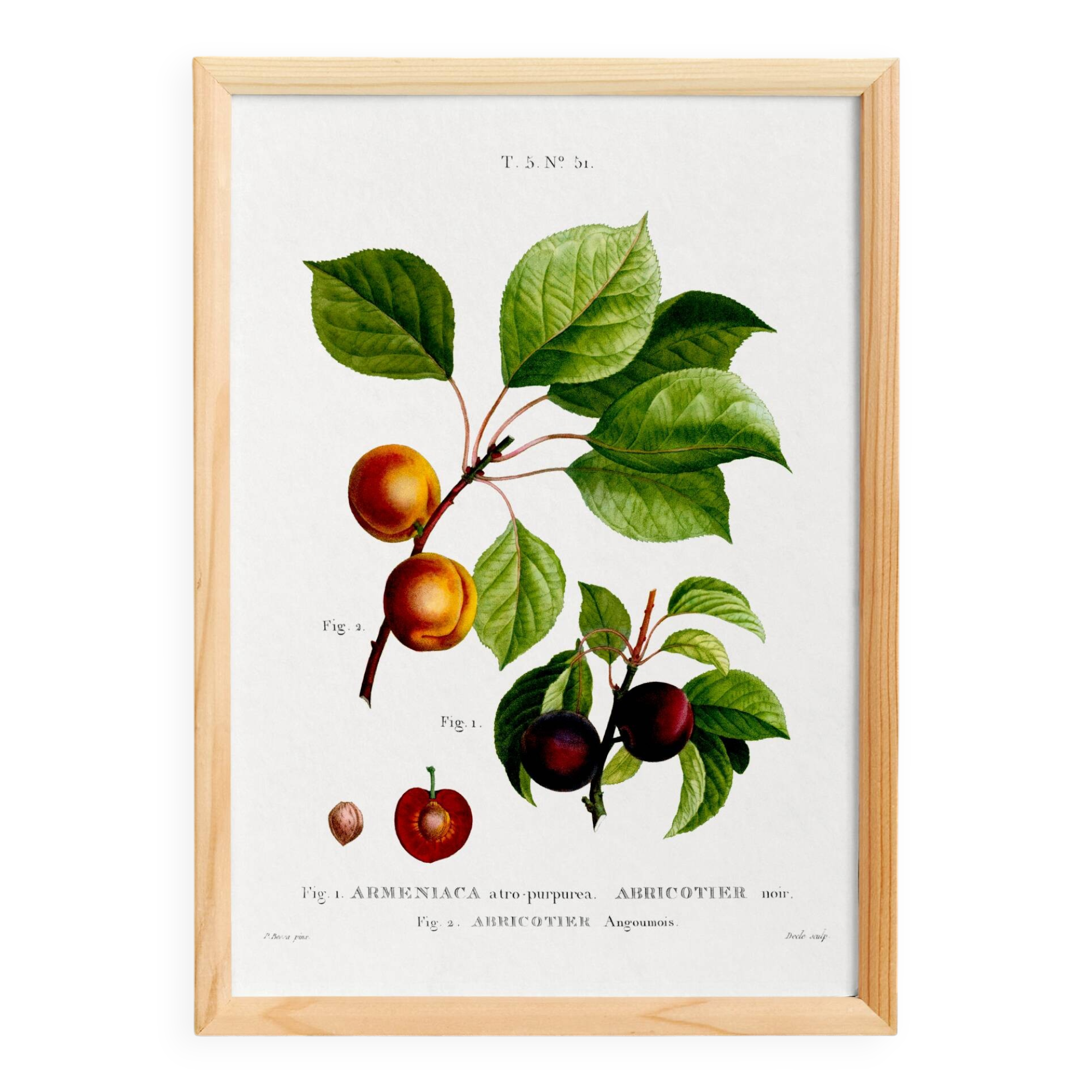 Botanical poster on apricot tree, based on an old engraving from 1802.