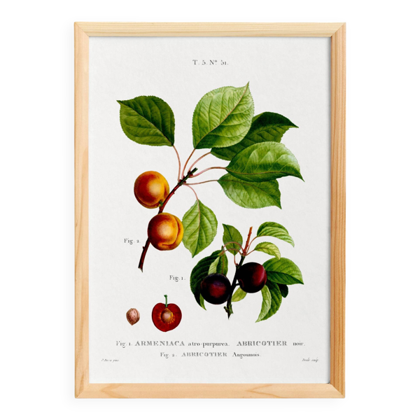 Affiche botanique sur abricotier, d’après une gravure ancienne de 1802