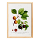 Botanical poster on apricot tree, based on an old engraving from 1802.