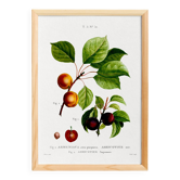 Botanical poster on apricot tree, based on an old engraving from 1802.