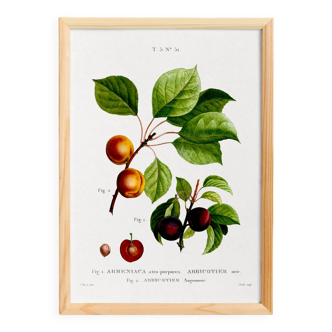 Botanical poster on apricot tree, based on an old engraving from 1802.
