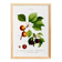Botanical poster on apricot tree, based on an old engraving from 1802.