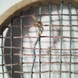 Duo of old wooden snowshoes