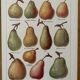 Lithograph of pears - 1920