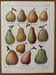 Lithograph of pears - 1920
